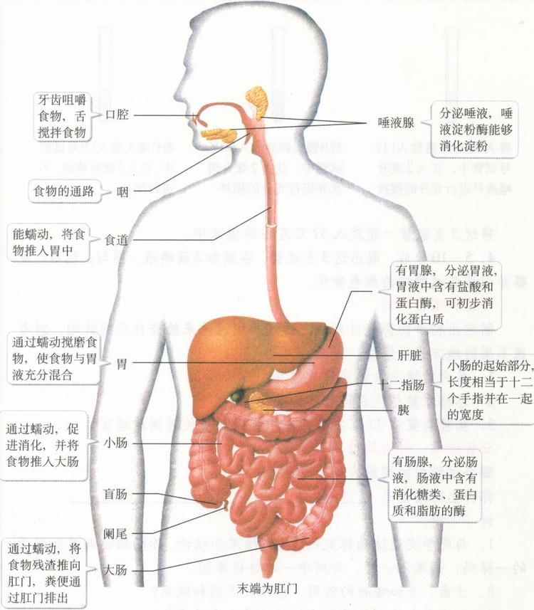 高纤维饮食对消化系统健康的益处研究
