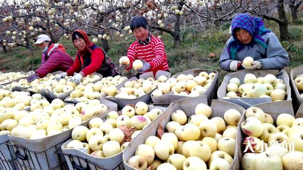 昆嵛山苹果市场繁荣，日交易百万斤
