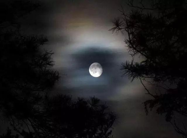 月光森林之夜，静谧漫步的享受