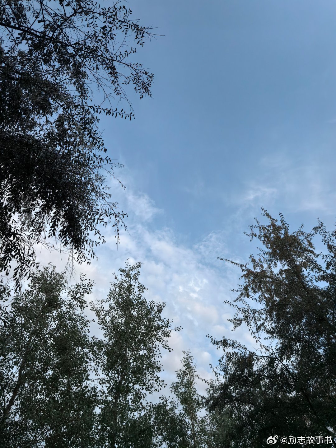 夏雨洗礼，清新世界与透亮天空的交响曲