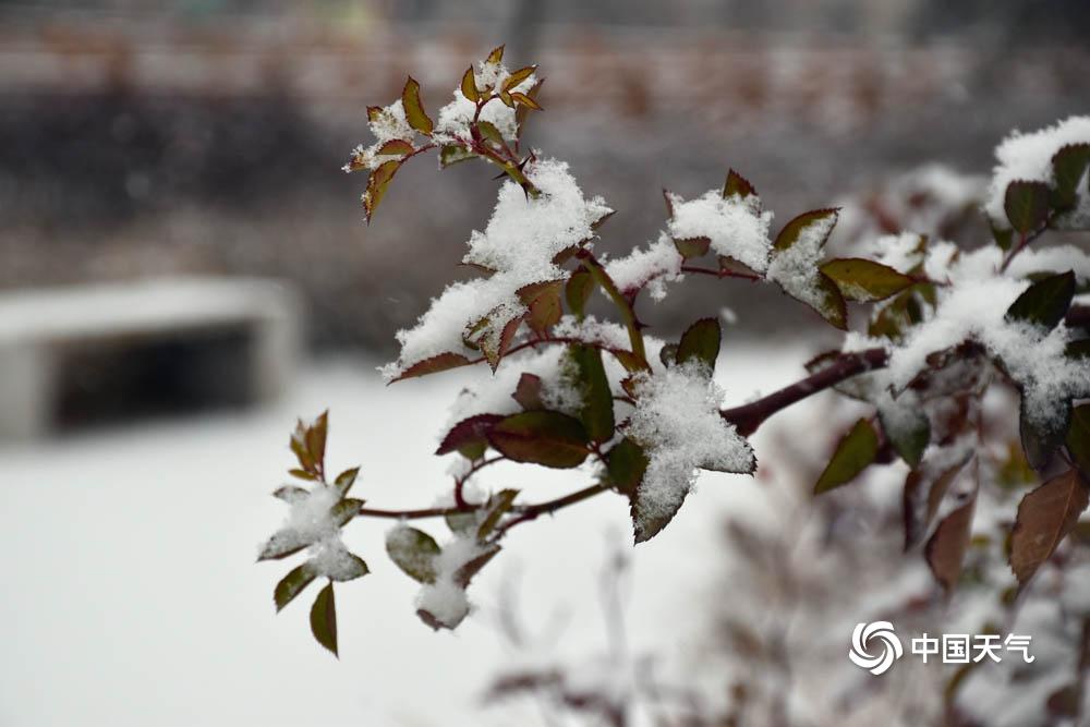 冬季湖边的雪絮纷飞，宁静雪景的诗意描绘
