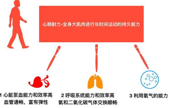 运动对心肺耐力培养的重要性
