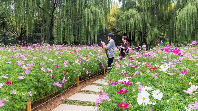 世界顶级植物园之旅，花卉与自然的绝美交融