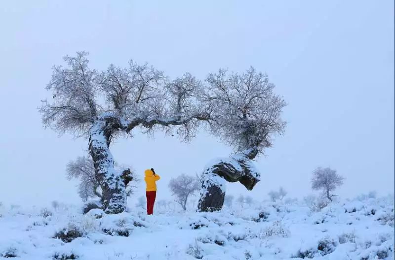 冬天雪覆下的静谧清晨