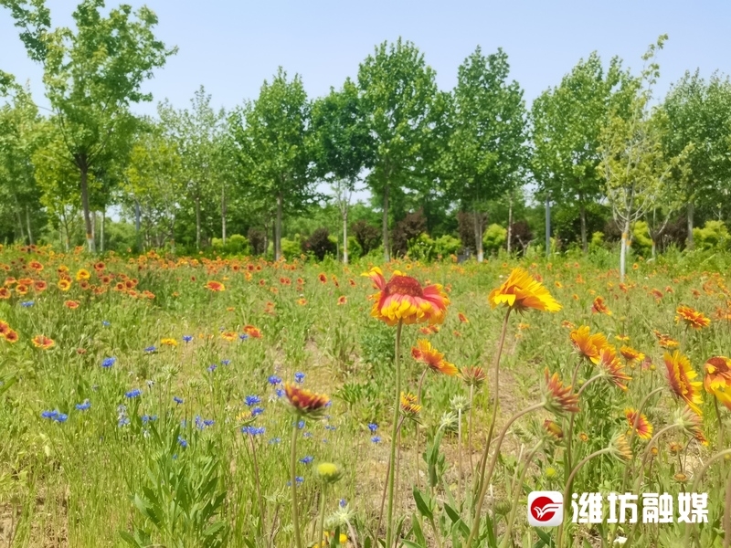 春天的田野，五彩斑斓的花朵绽放