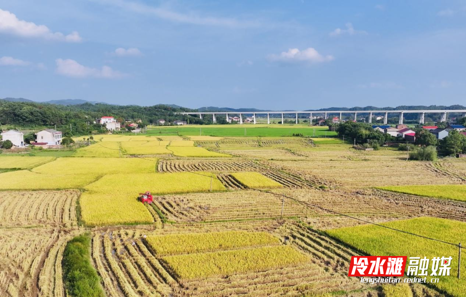 秋日田野，稻谷丰收的黄澄澄画卷
