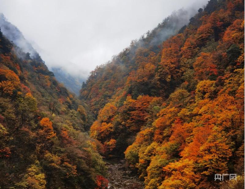 清晨山谷，阳光破雾洒满大地