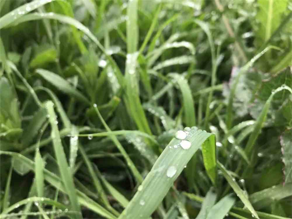 晨光中的魔法时刻，田野露珠与草叶的交响