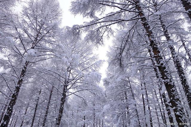 深冬山林雪景，雪中树木的银装魅力