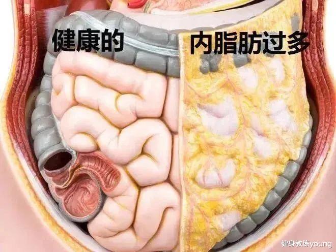 调整饮食策略，减少内脏脂肪堆积
