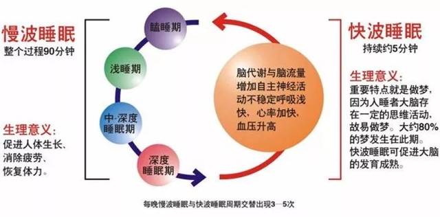 改善睡眠质量，身体修复与细胞再生的关键要素