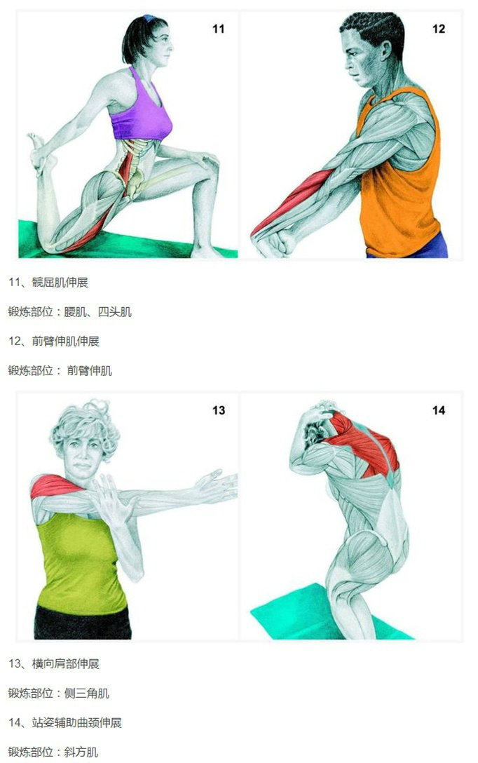 日常拉伸对肌肉恢复的益处与重要性
