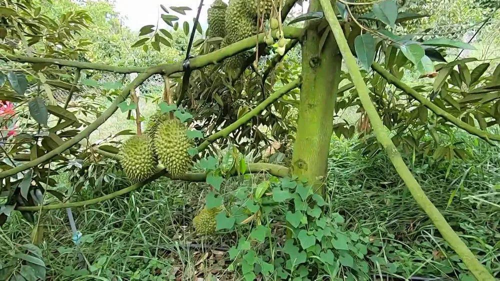 傣族香茅草烤鱼，烹饪技法与仪式感的完美结合