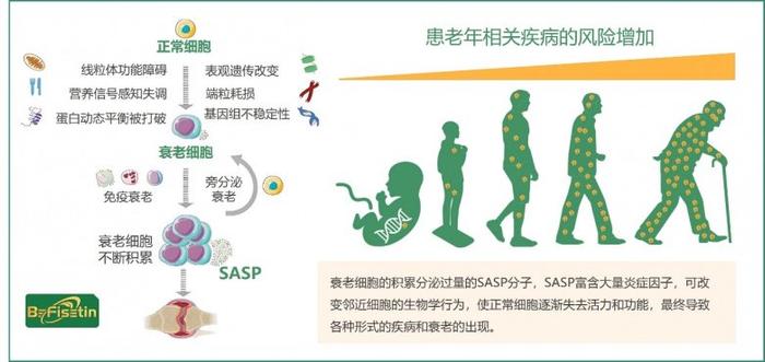 清晨晨跑对提升代谢率的长期益处