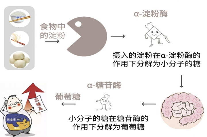 糖分过量摄入对身体糖代谢的影响研究综述